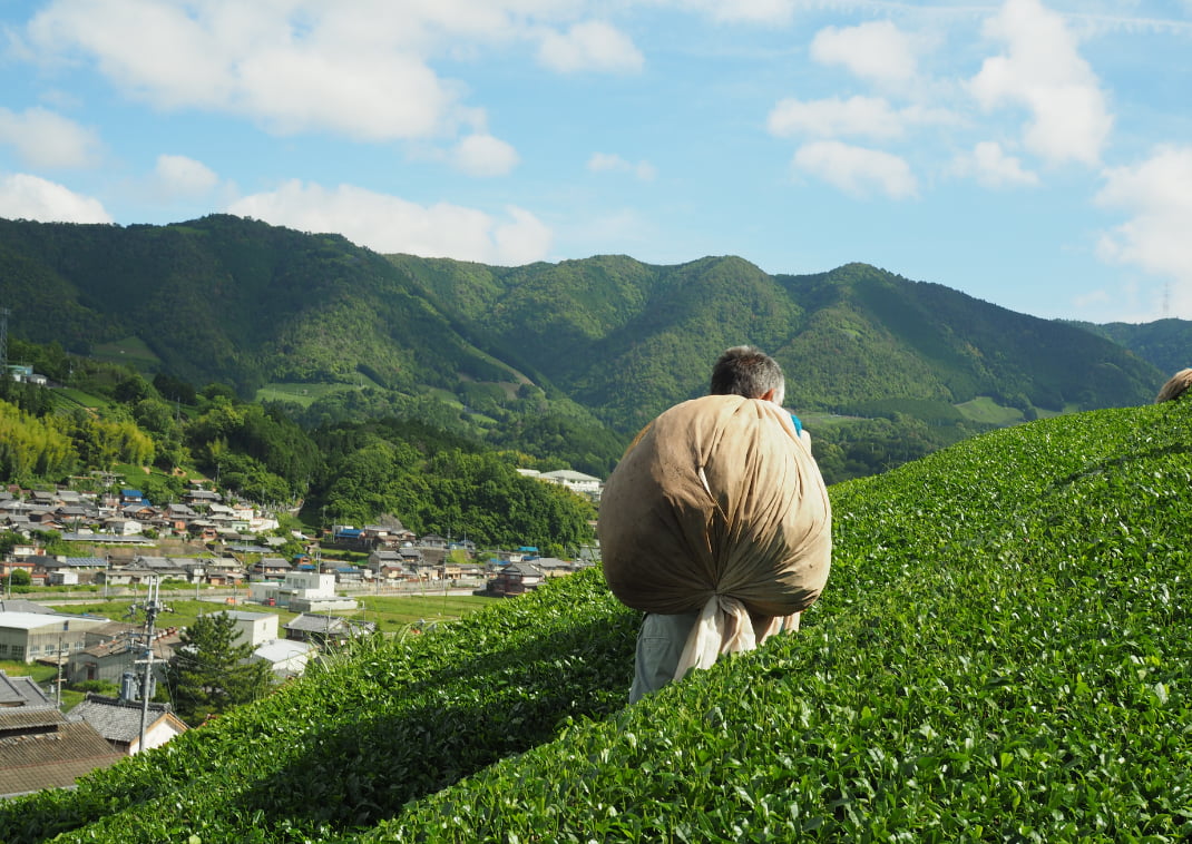 Het dorp Wazuka staat bekend om vriendelijke mensen en heerlijke matcha thee. Een prachtig uitzicht op de theeplantage vlakbij Uji, prefectuur Kyoto, Japan.