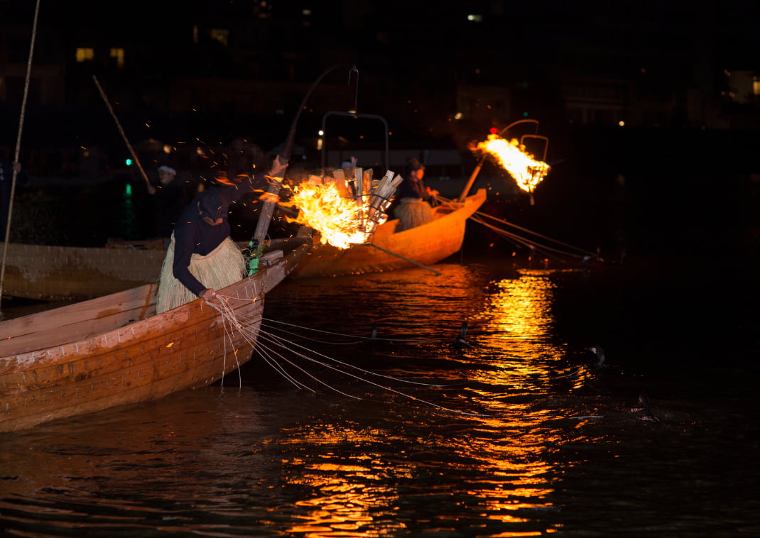 Ukai (een traditionele vistechniek waarbij tamme aalscholvers worden gebruikt) op de Nagara-gawa rivier, waar een ujo visser met wel 12 vogels tegelijk aan het vissen is.