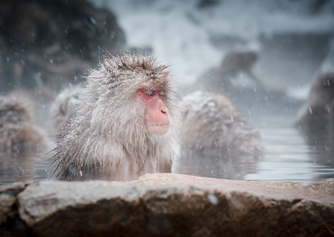 Sneeuwapen van Jigokudani, Nagano