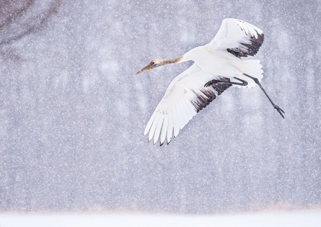 Japanse kraanvogels in Hokkaido