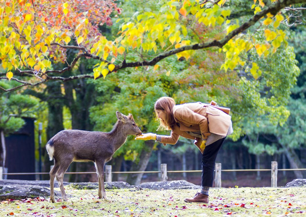 Het herfstseizoen met prachtige kleurrijke esdoorns in het Nara Park, Japan