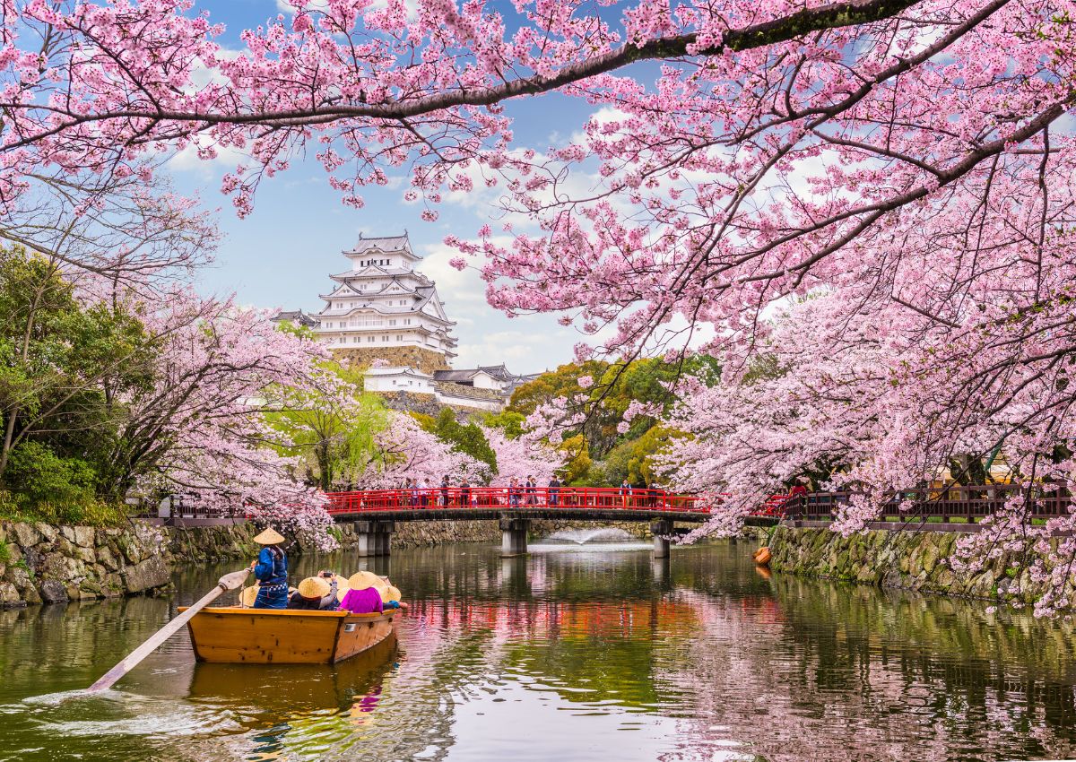 Prachtige roze kersenbloesems voor Himeji Castle in Japan in de lente