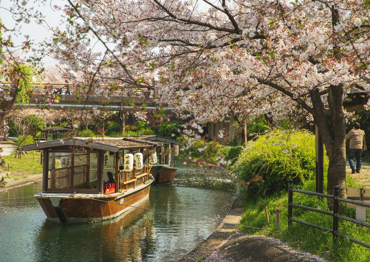 Sakura-boottocht op het Fushimi-kanaal, Kyoto