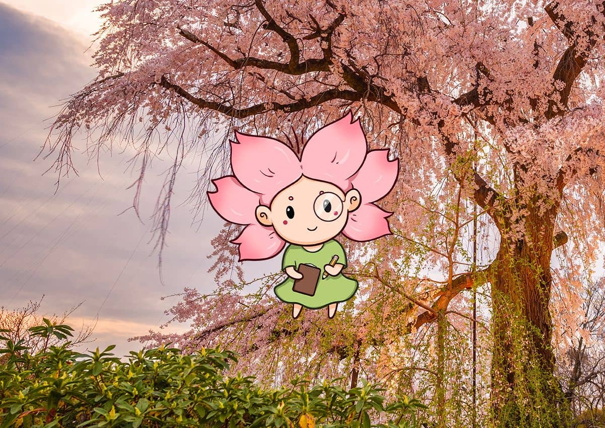 Mono-chan zittend in een Jindai Zakura-kersenboom in Japan