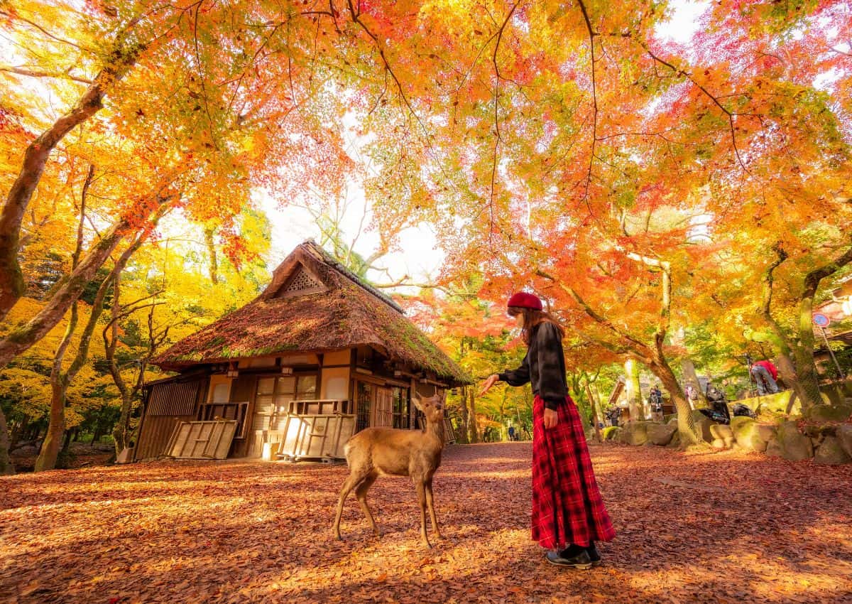 Meisje met hert in Nara Park in de herfst, Japan