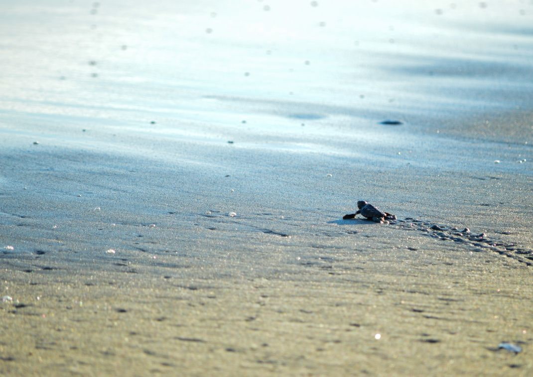 Een baby schildpad vlakbij de golven. 