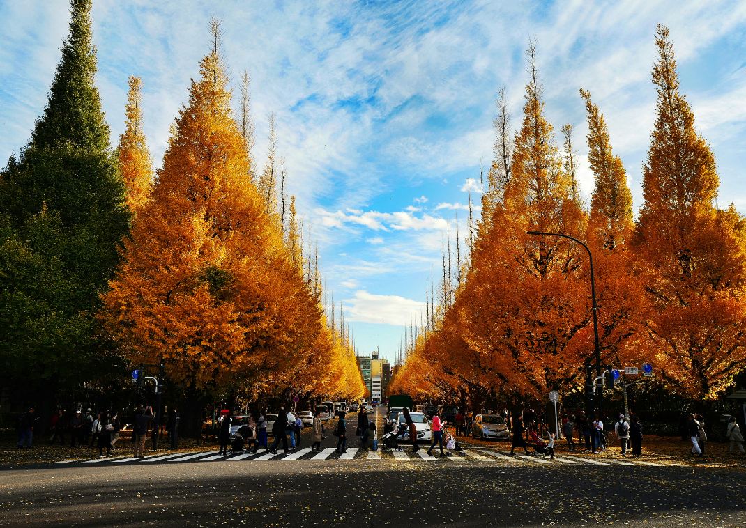 Meiji Jingu Gaien tijdens de herfst