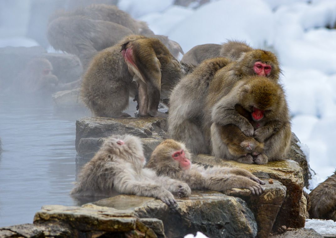 Badende sneeuwapen in Nagano