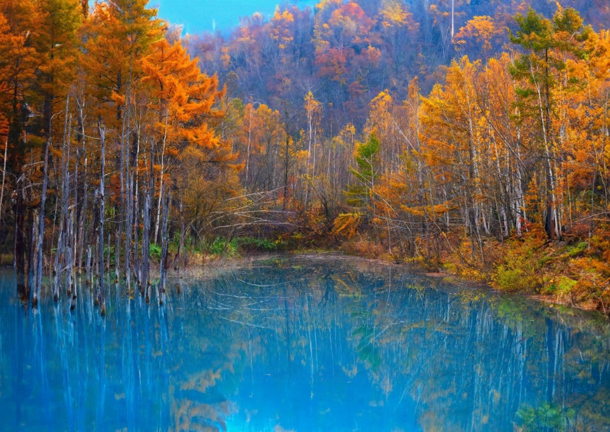 Gele herfstbladeren in Hokkaido, Japan