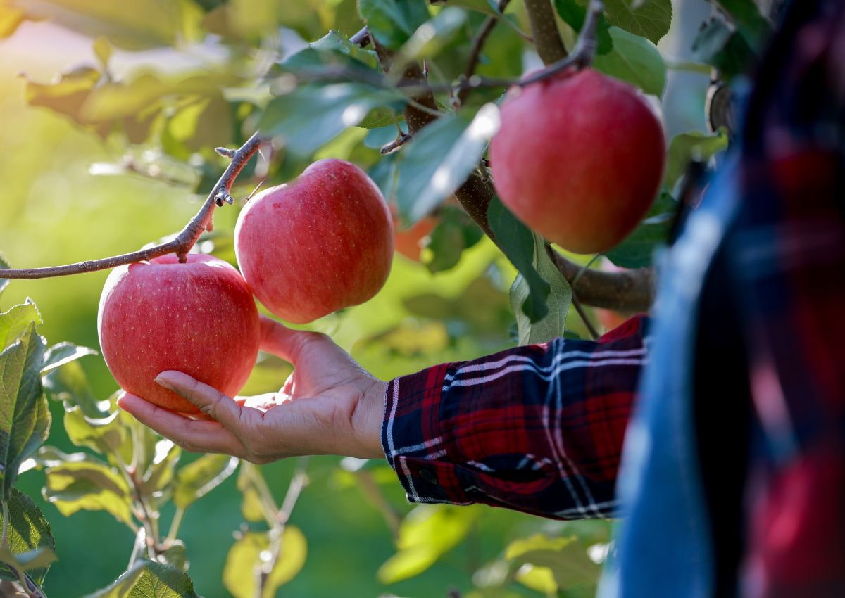 Aomori, beroemd om de appelproductie