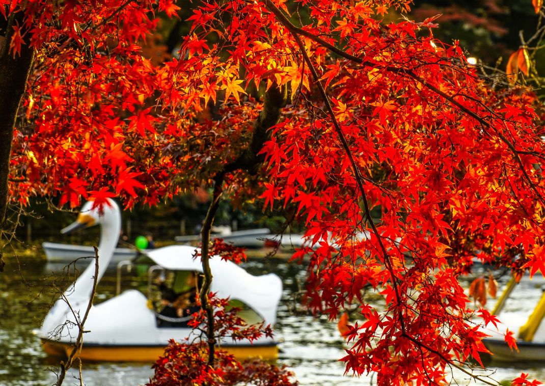 Herfst in Kyoto: herfstbladeren in de Sanzenin tempel, Ohara