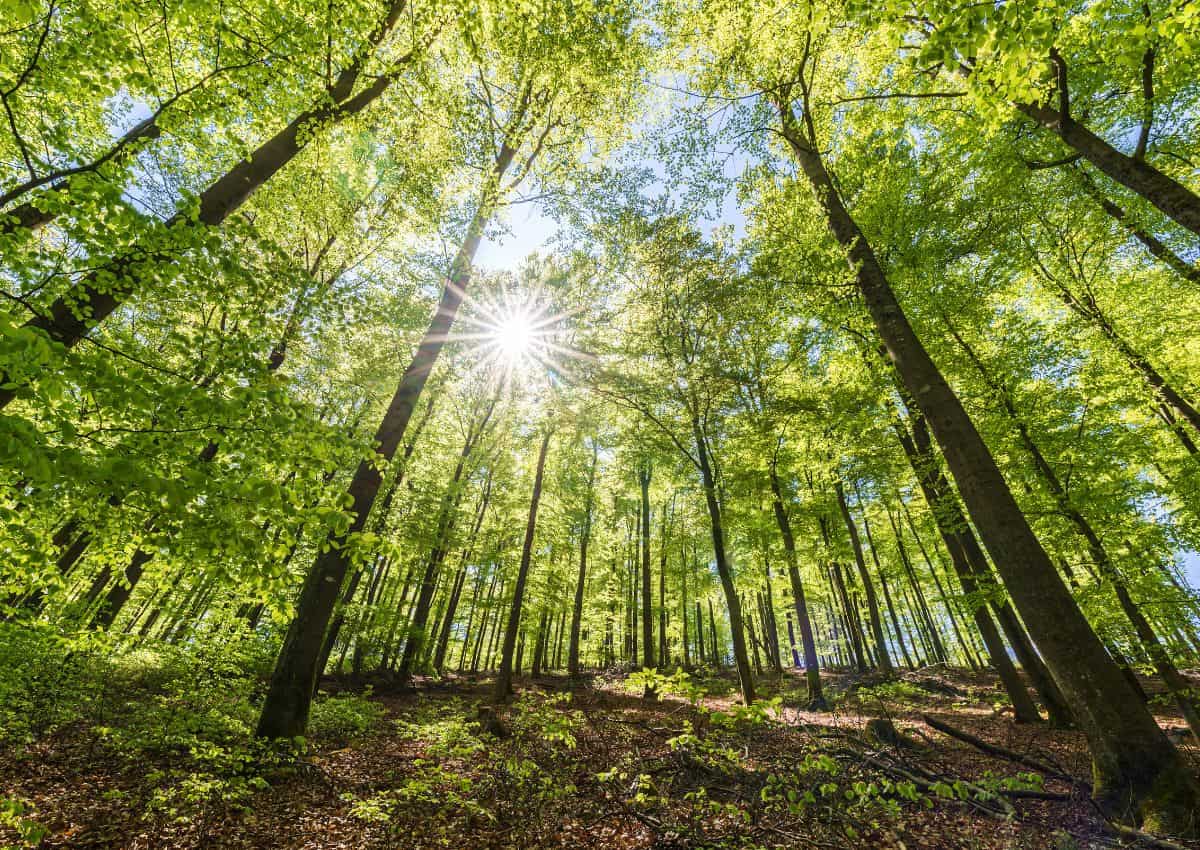 Zonlicht tussen berkenbomen in Japan