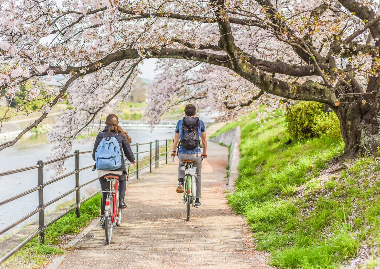 Twee reizigers fietsen onder de kersenbloesem langs de Kamo-rivier in Kyoto, Japan.