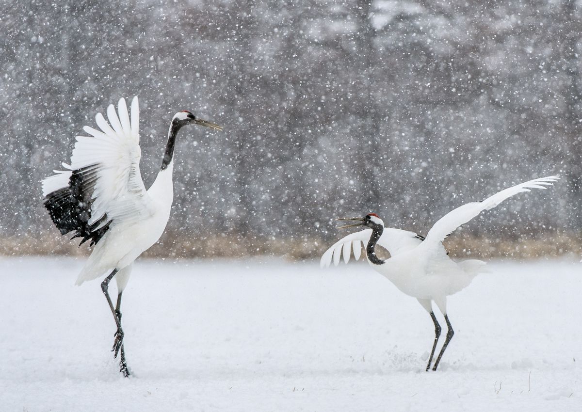 Japanse rode kroonkraanvogels dansen in de winter in Kushiro, Hokkaido