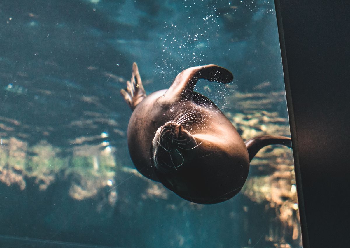 Zeehond zwemmen in het Osaka Aquarium Kaiyukan, Japan