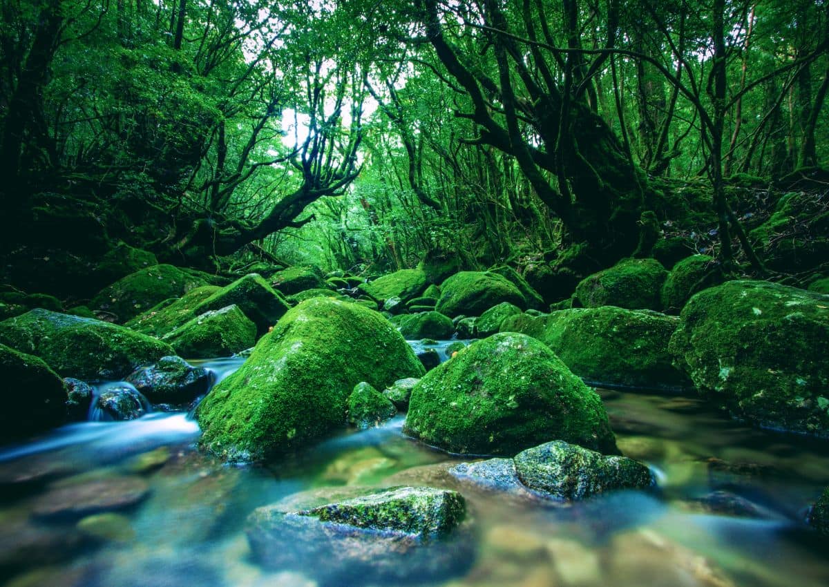 Rivier in het bos op het eiland Yakushima, Kagoshima, Japan.