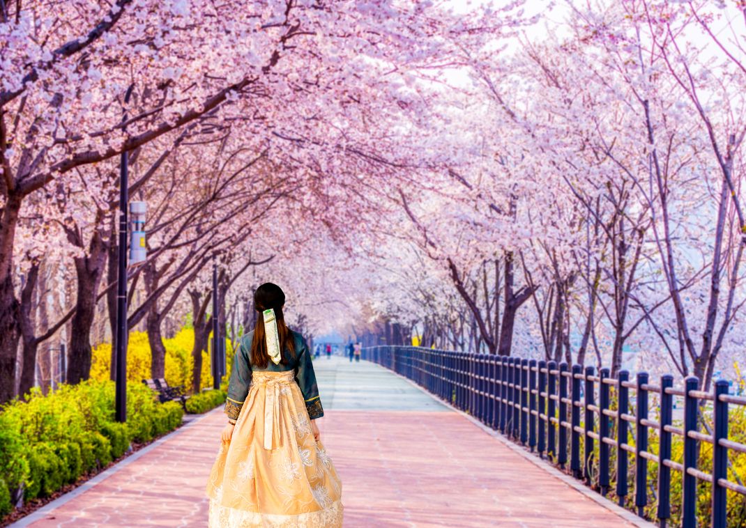  Koreaans meisje gekleed in een hanbok onder de kersenbloesem, Zuid-Korea.