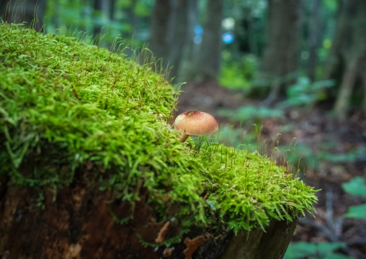 Close-up van mos en een paddenstoel in een Japans bos