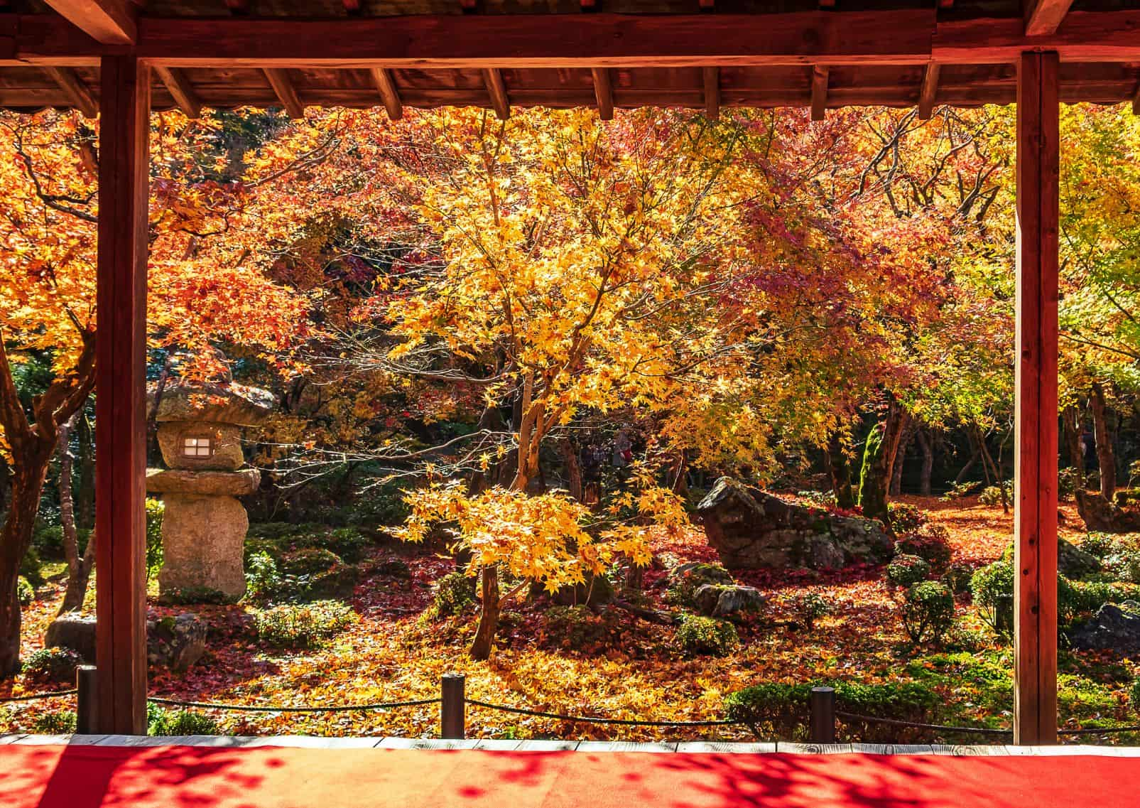 Houten paviljoen en prachtige esdoorns in een Japanse tuin met een rode loper in Kyoto, Japan.