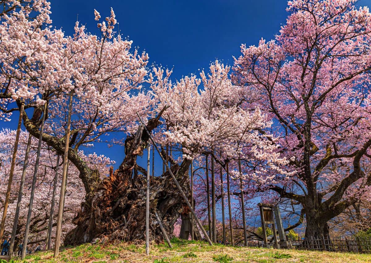 Jindai Zakura-kersenboom, prefectuur Yamanashi