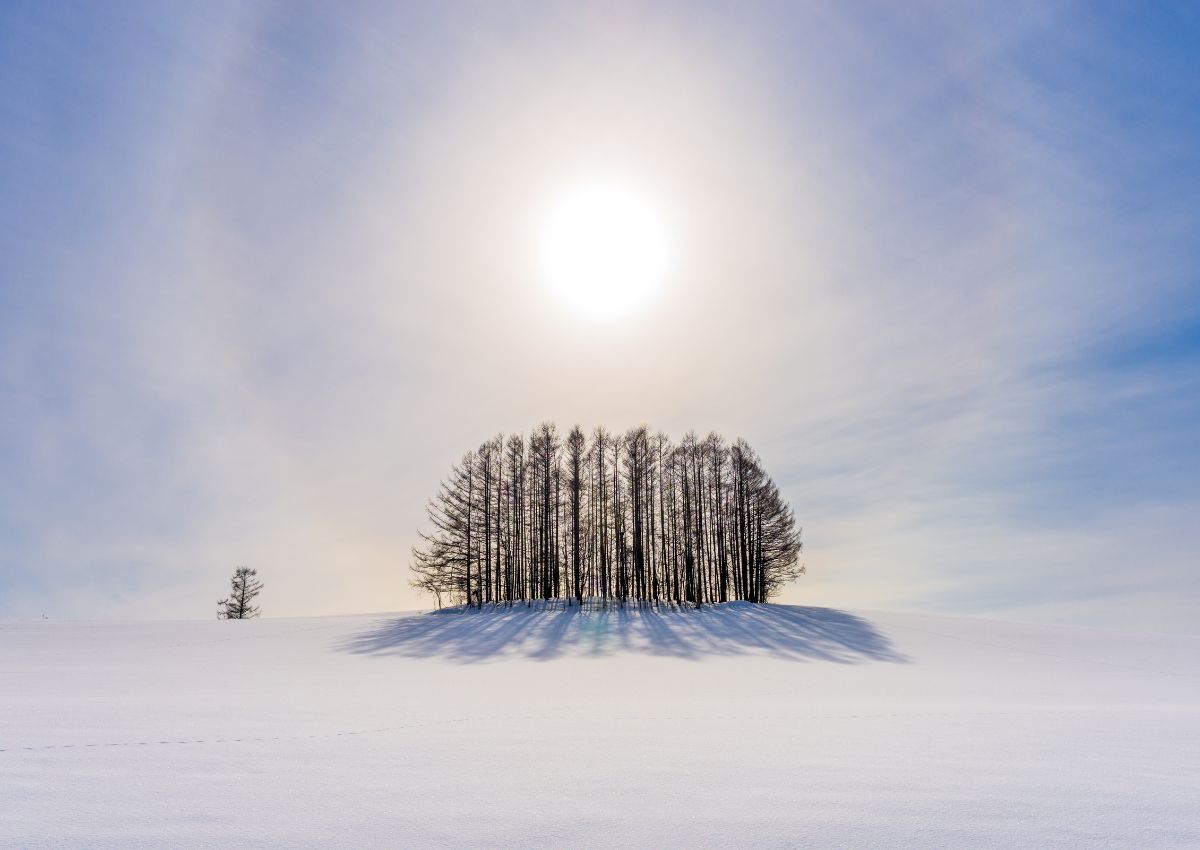 Winterse bomen op een heuvel in Biei, Hokkaido