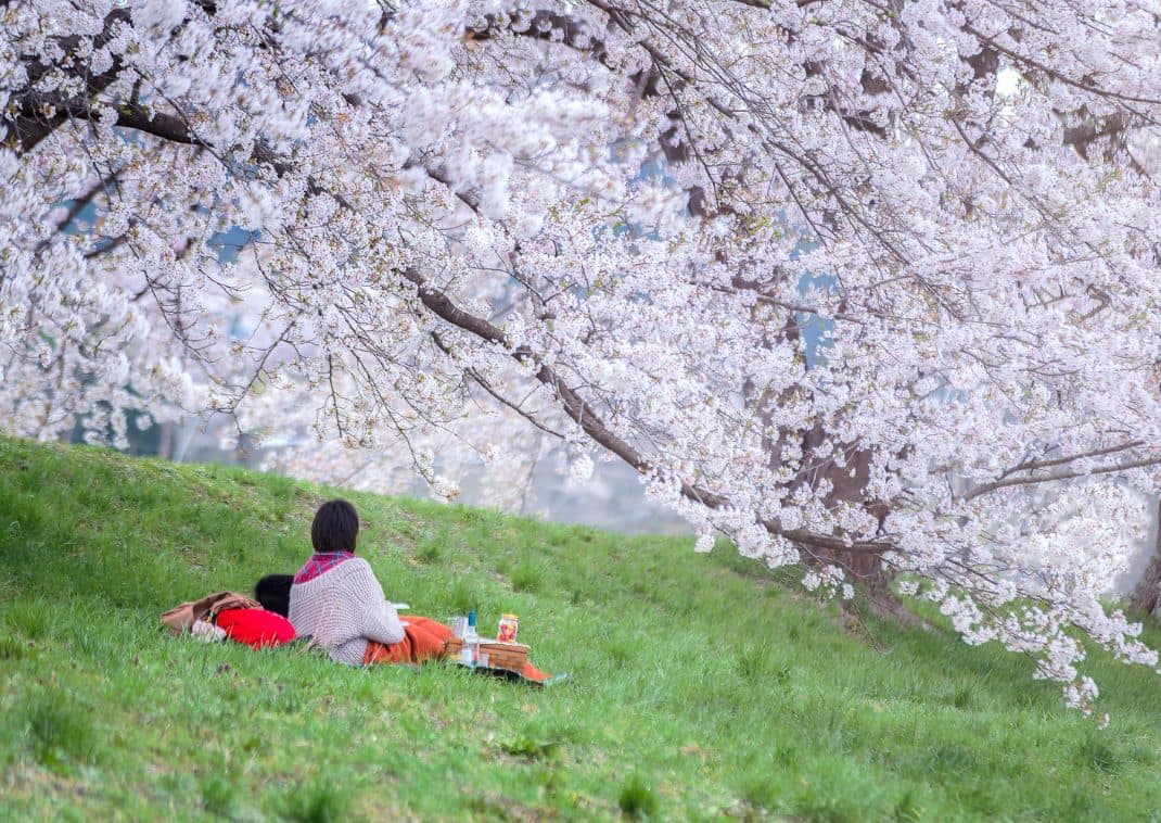 Hanami, kersenbloesem bekijken in Japan