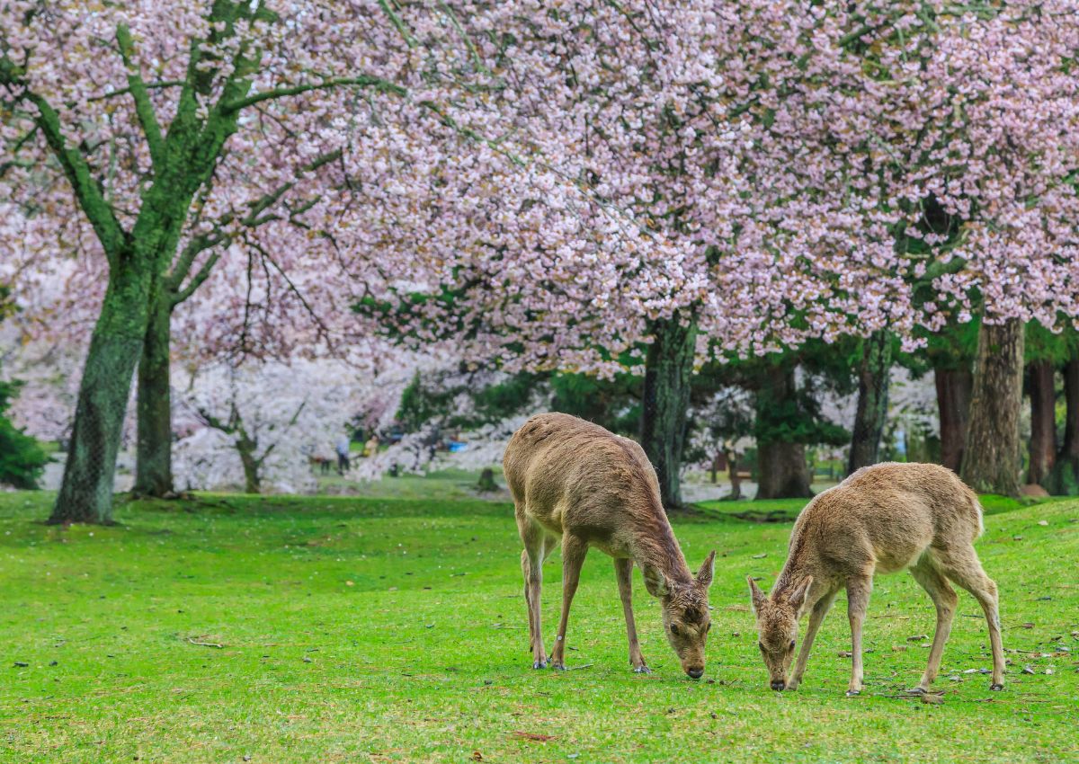 Herten in Nara Park, Nara, Japan