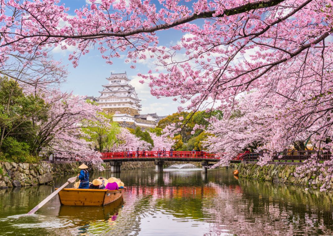 Prachtige roze kersenbloesem met het kasteel van Himeji op de achtergrond in Japan in de lente.