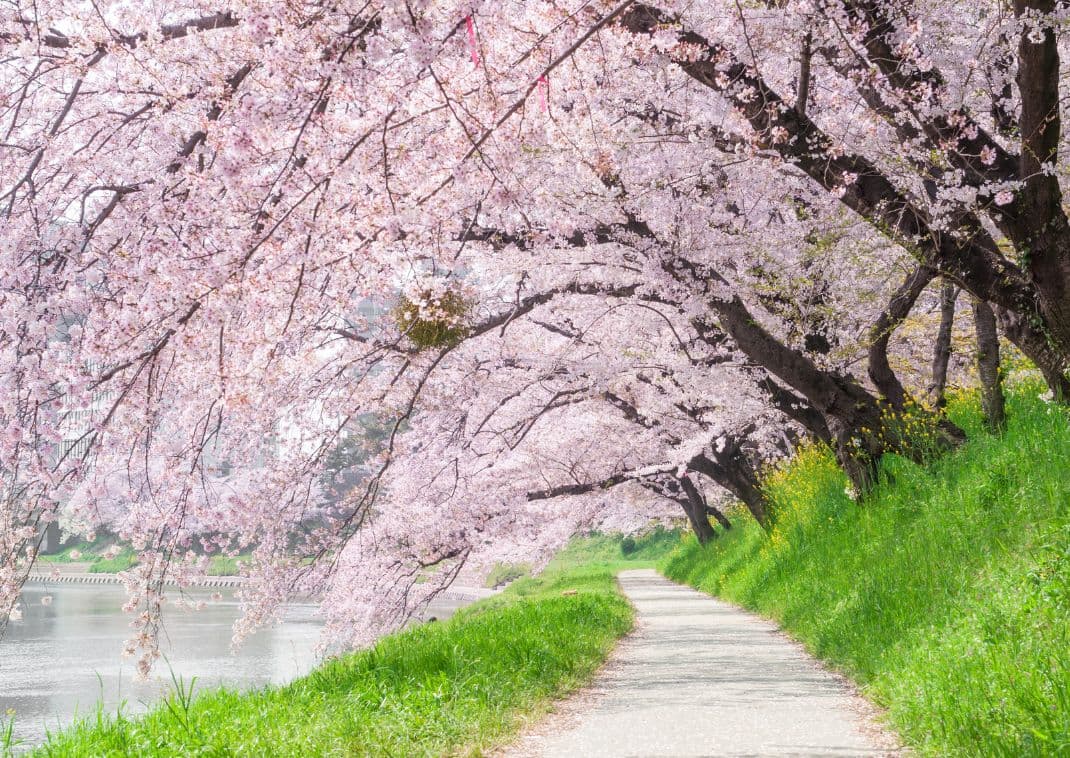 Geniet van de kersenbloesems in Japan