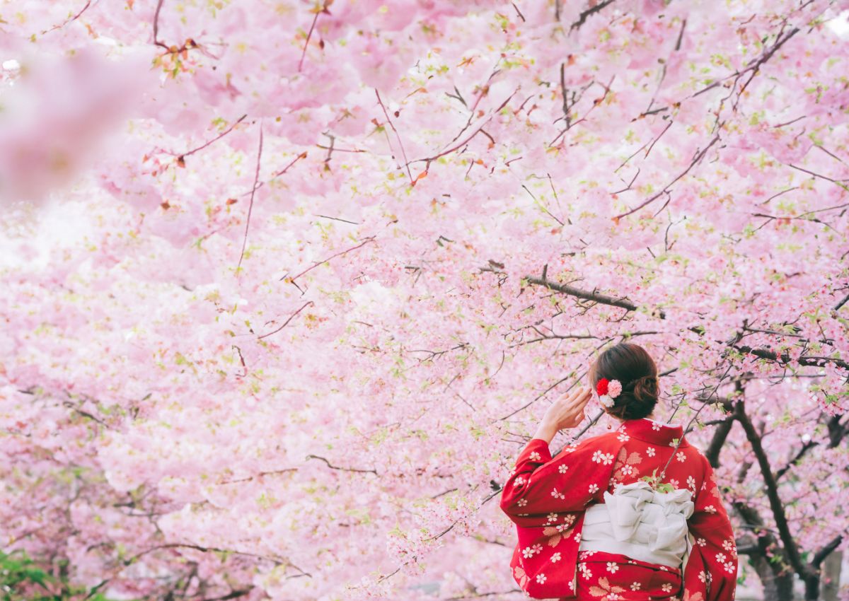 Vrouw in kimono tussen kersenbloesems (sakura) in Japan