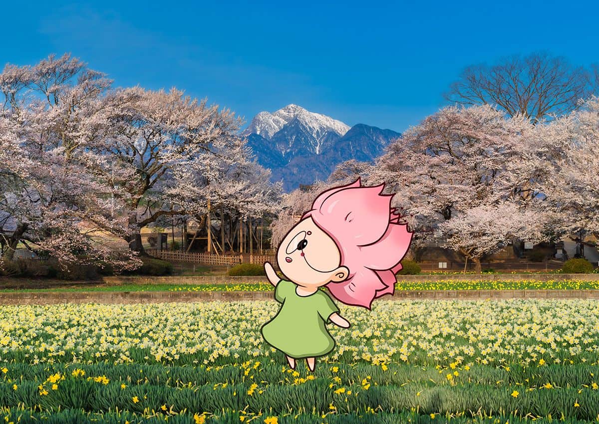 Mono-chan die naar een kersenboom wijst in de prefectuur Yamanashi in Japan