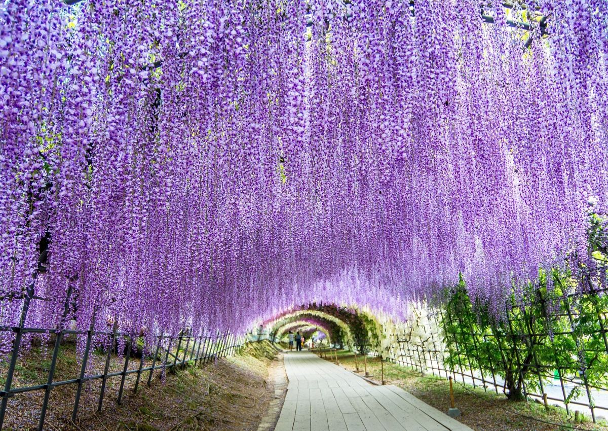 Wisteria-tunnel