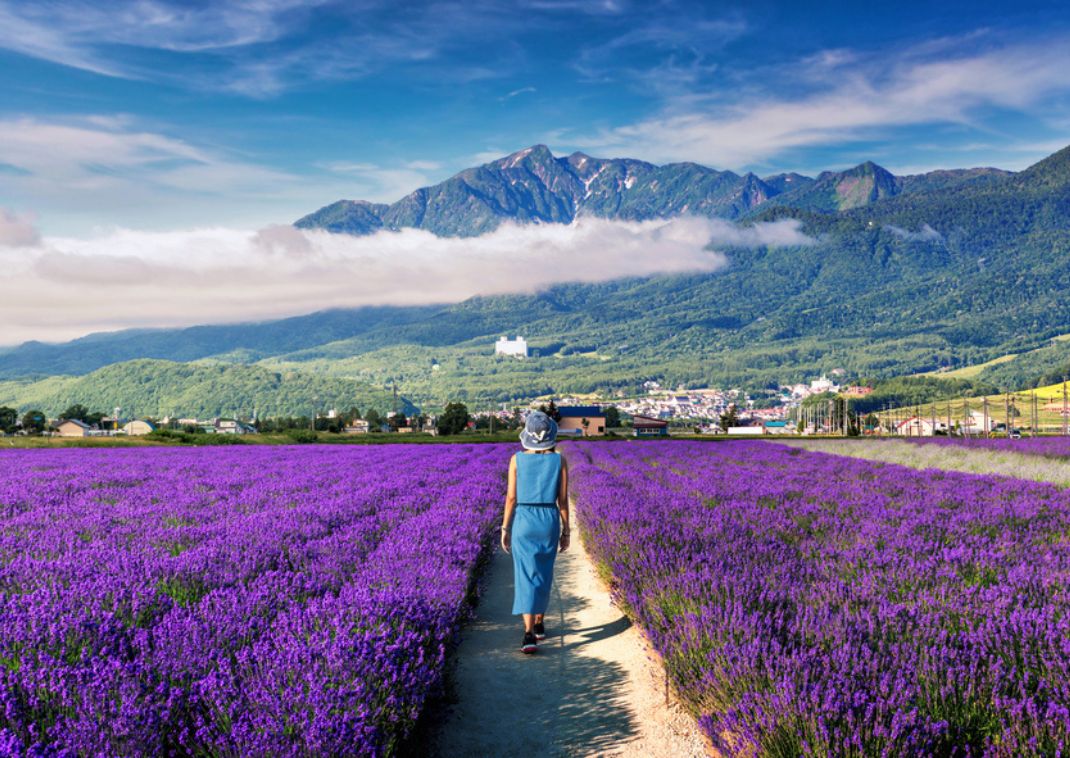 Een vrouw loopt door een prachtig paars lavendelveld in Japan in de zomer.