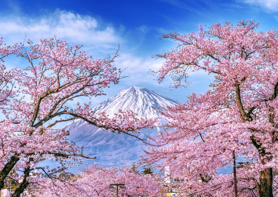 Mount Fuji met kersenbloesms, Japan