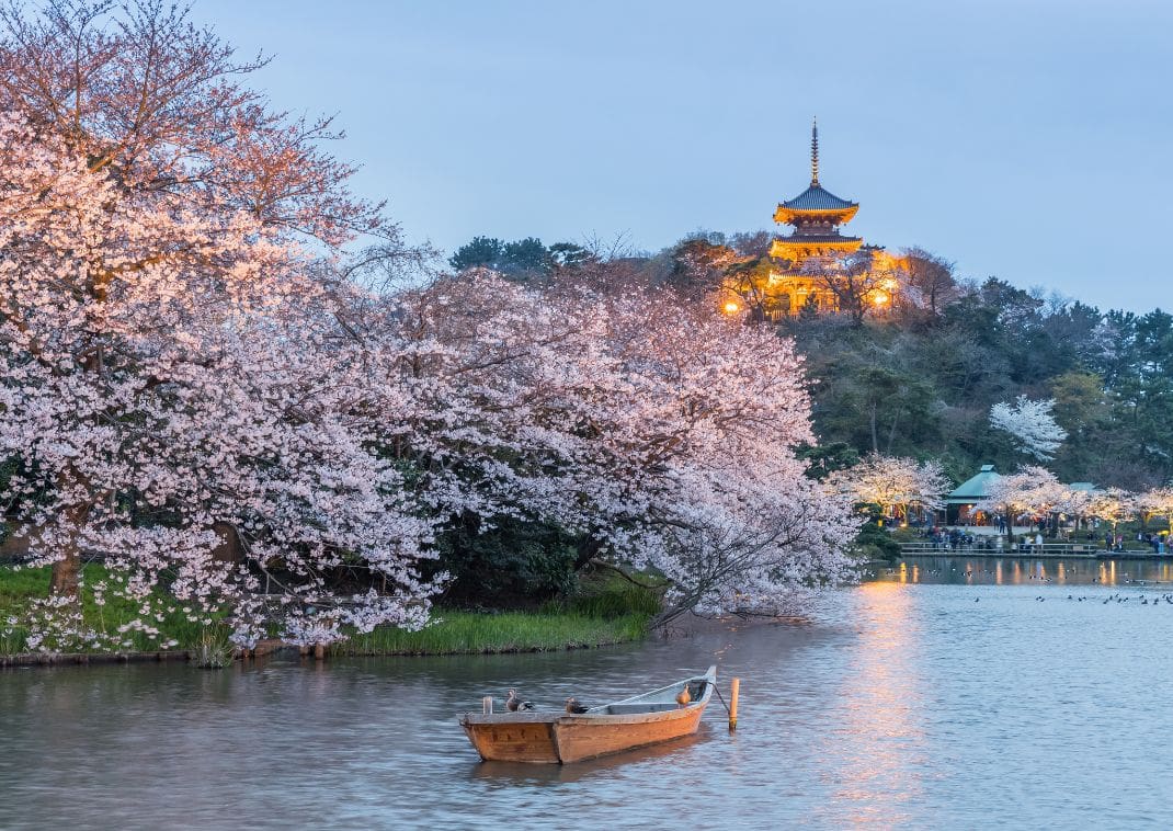 Kersenbloesem in Sankeien, Yokohama, Japan