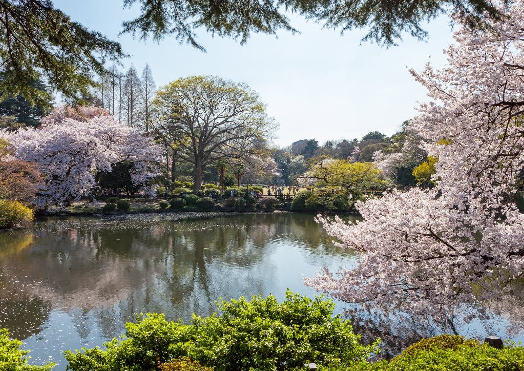 Een vijver en bomen met kersenbloesem in de Shinjuku Gyoen tuin.