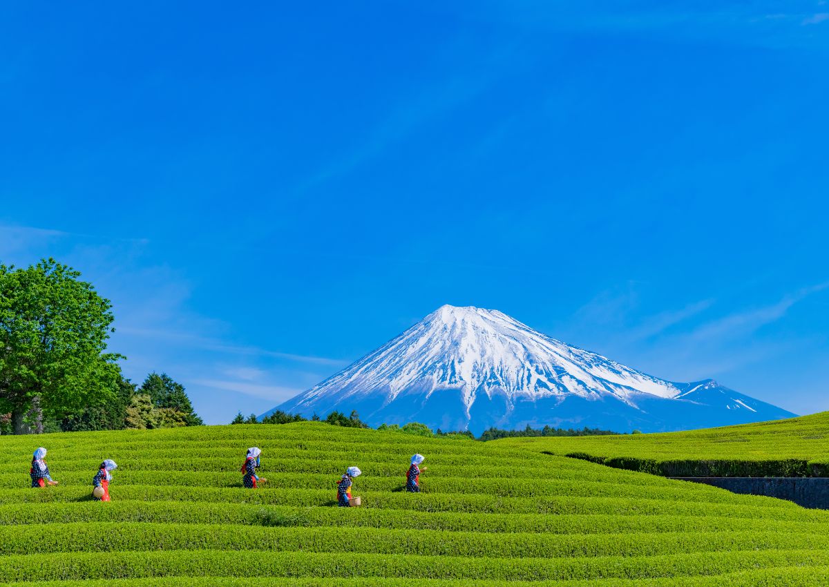 Obuchi Sasaba theevelden met de berg Fuji, Shizuoka, Japan.