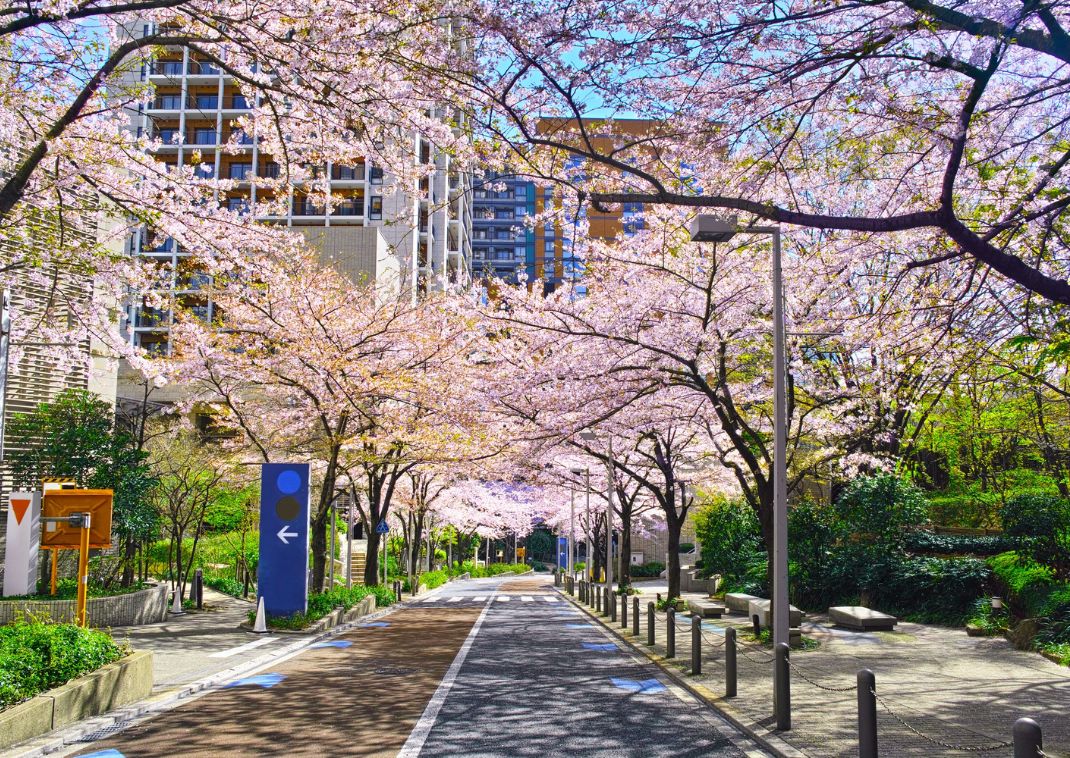 Straat met kersenbloesems in de stad, Japan