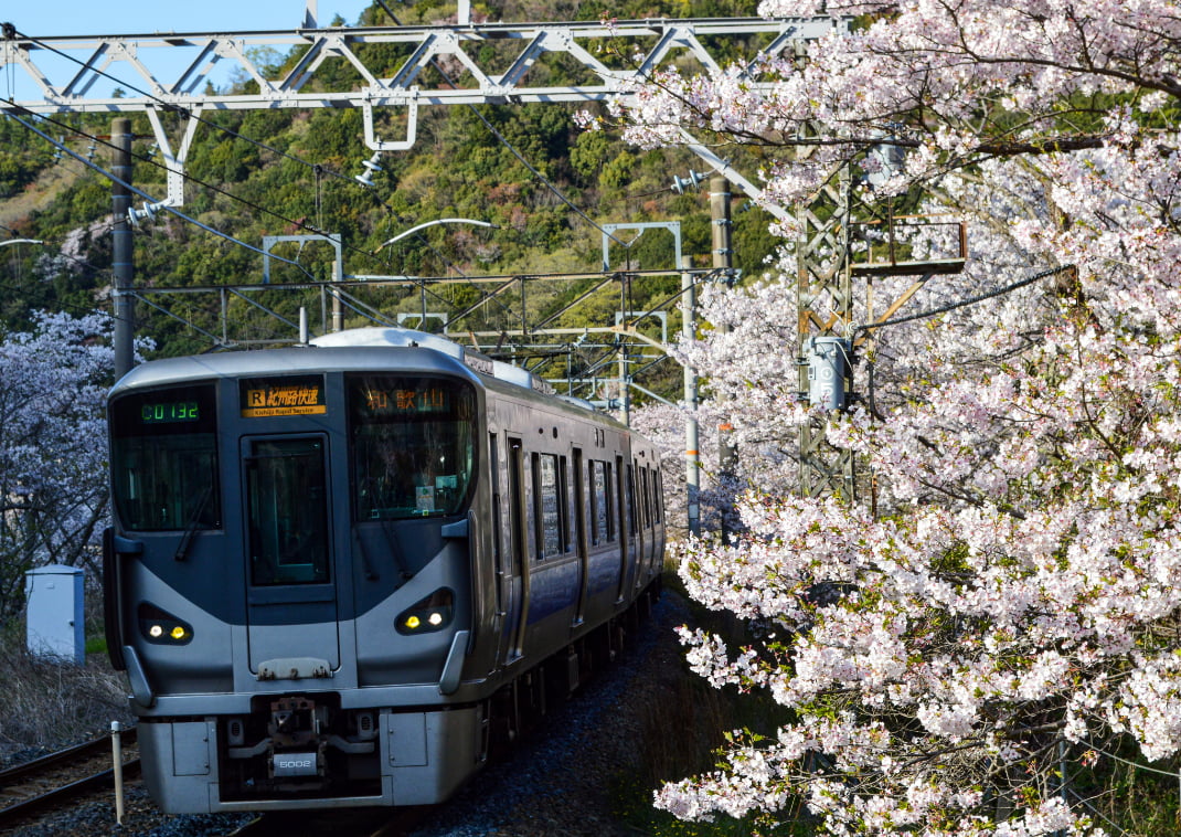  Een trein rijdt het station van Yamanakadani binnen, omgeven door kersenbloesem.