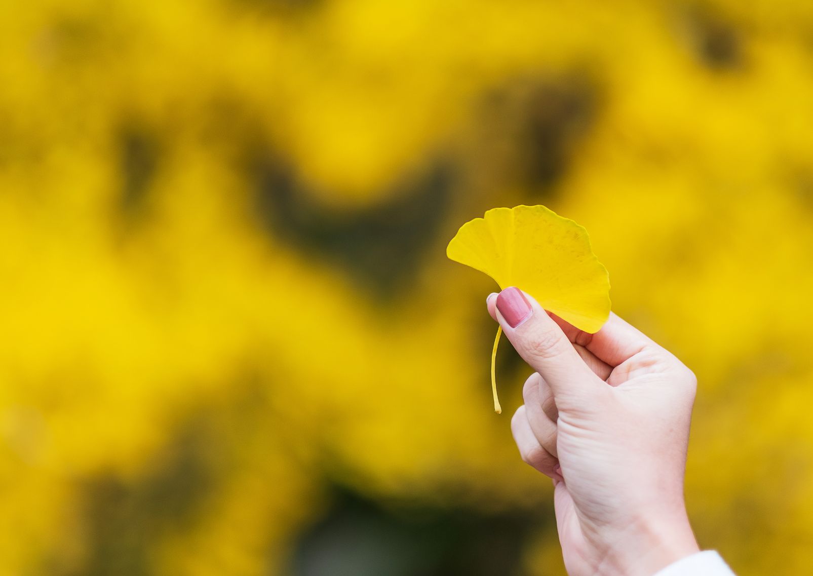  Hand van een vrouw die een geel ginkgo biloba-blad vasthoudt in een tuin met herfstbladeren.