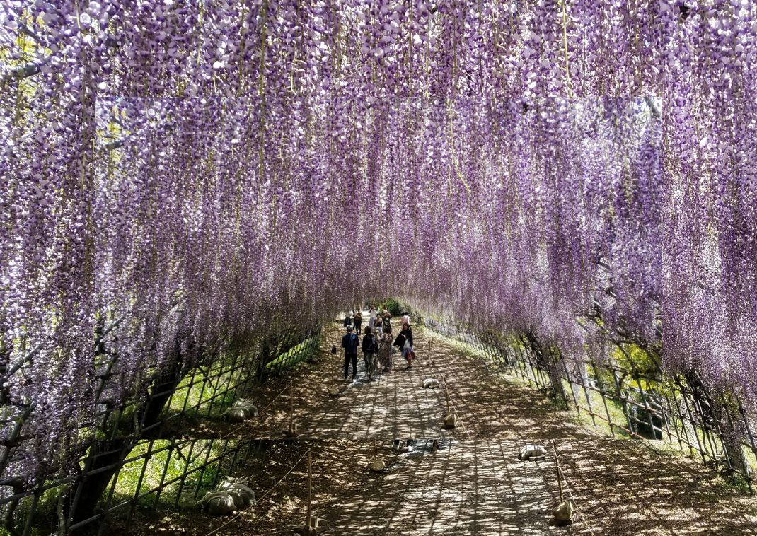 De blauwe regen tunnel in de Kawachi tuin, Japan