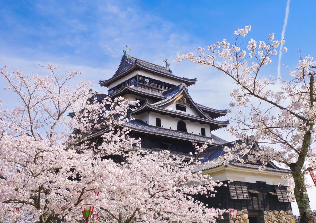 Kasteel Matsue met kersenbloesems in Shimane, Japan.