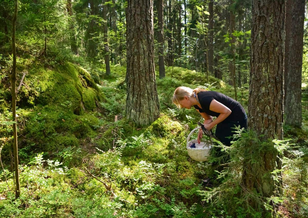 Vrouw die paddenstoelen en bosbessen plukt in het bos