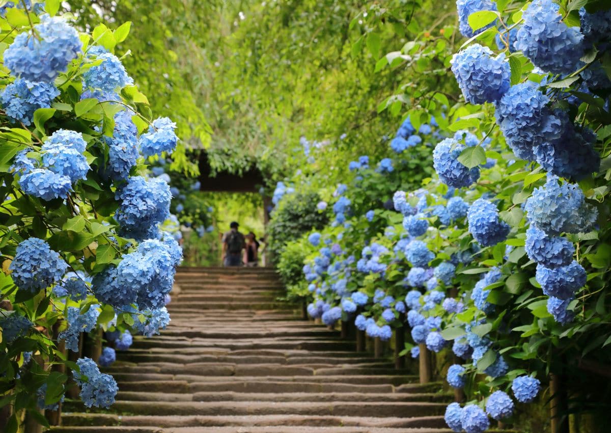 Hortensia in de regen bij Meigetsuin-tempel, Kamakura, Japan