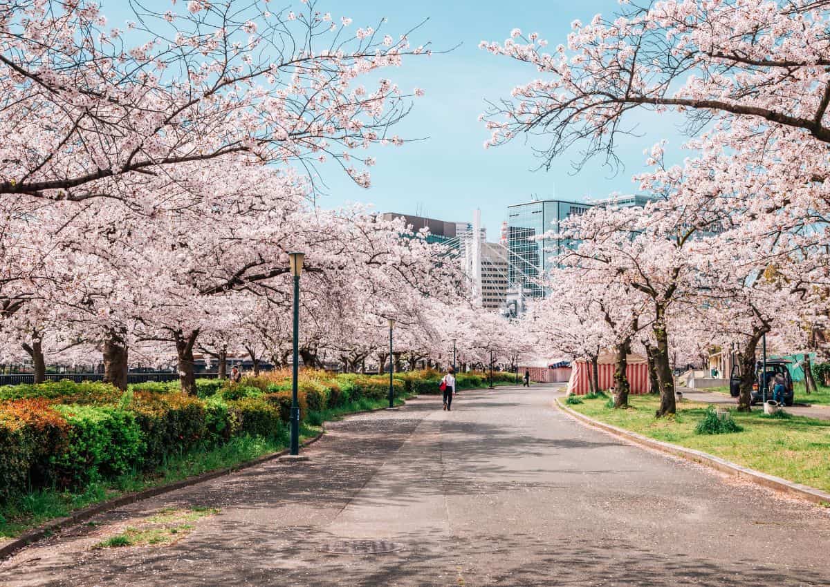 Sakuranomiya Park tijdens het kersenbloesemseizoen, Osaka, Japan