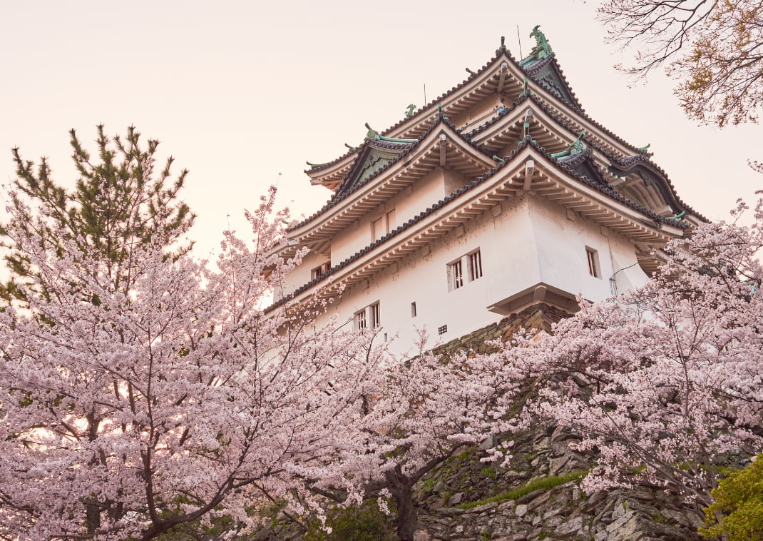 Het Wakayama kasteel omgeven door kersenbloesem tijdens het sakura seizoen in Wakayama, Japan
