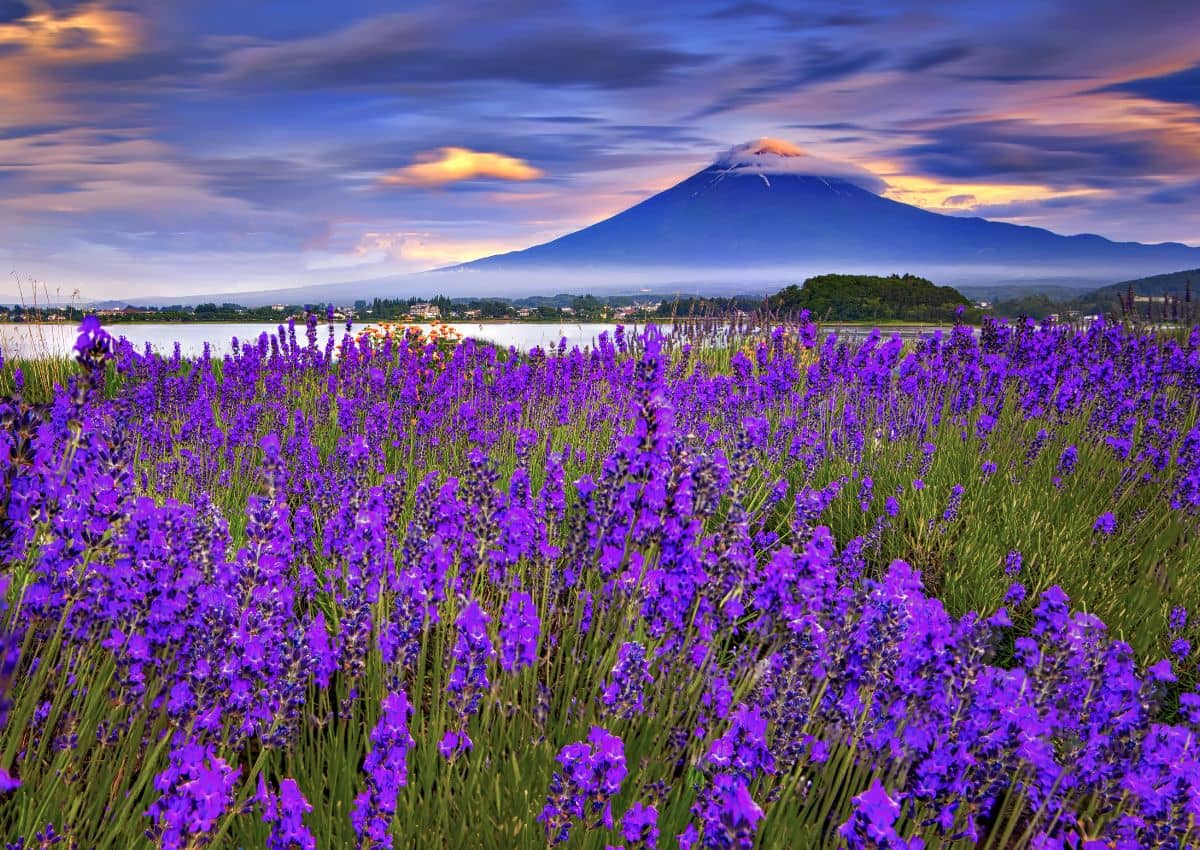 Lavendelveld met Mount Fuji bij Lake Kawaguchi, Japan