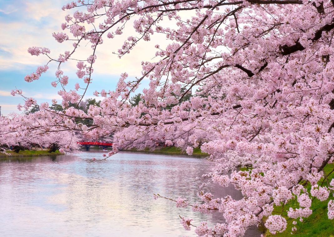 Hirosaki Kersenbloesemfestival aan het water.