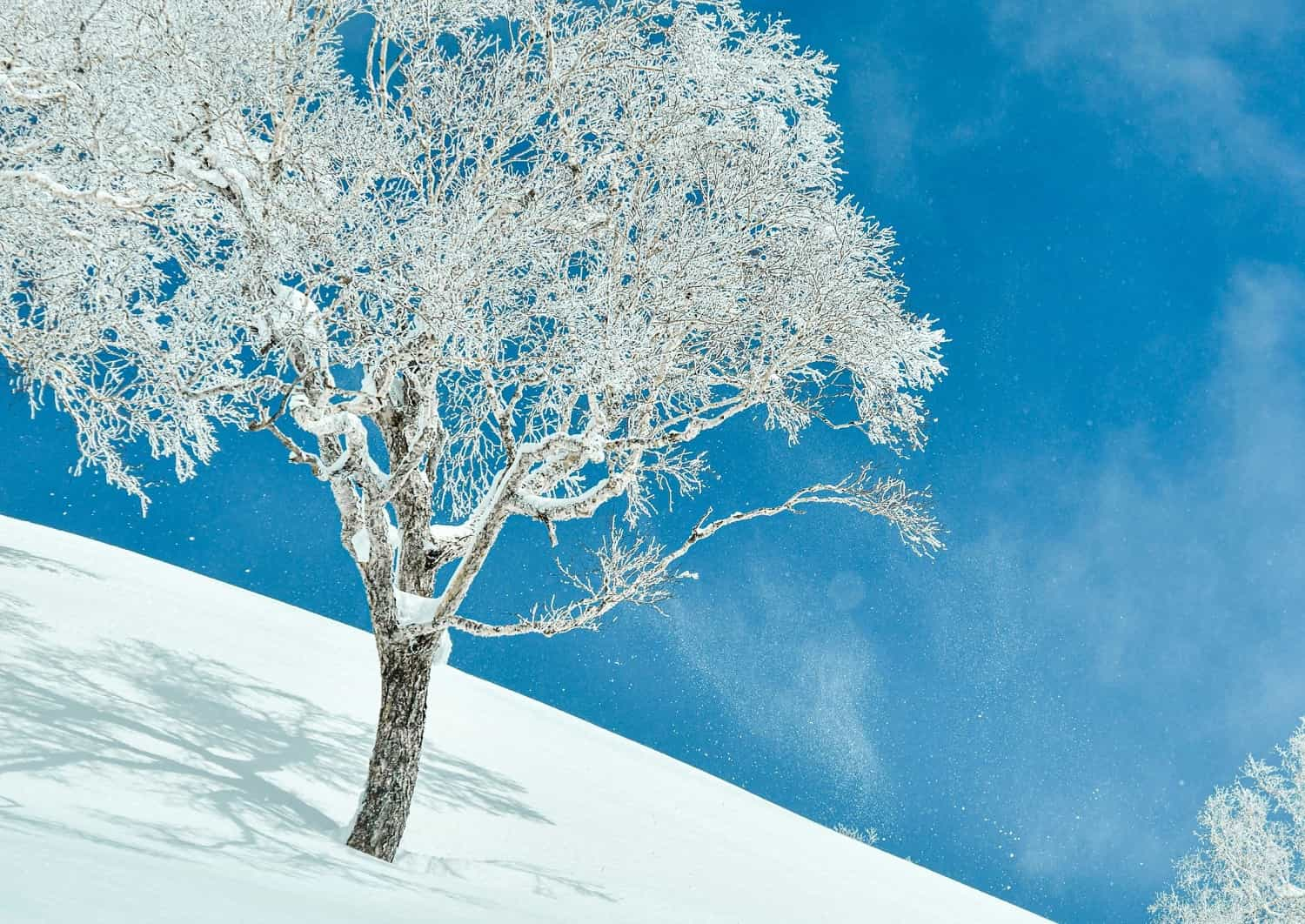 Poedersneeuw in de bergen van Niseko, Hokkaido, Japan.