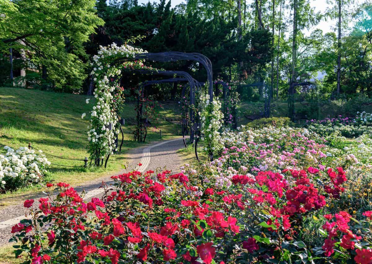 Landschap van de rozentuin in Utsubo Park, Osaka, Japan